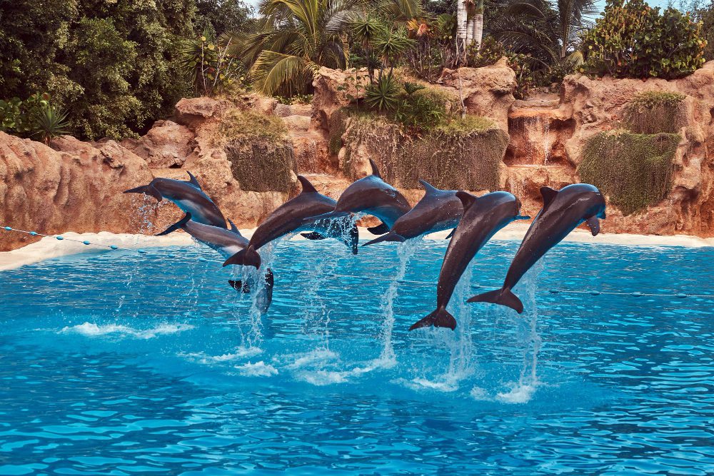 dolphin house hurghada