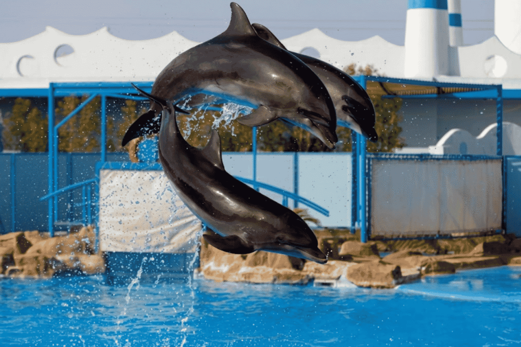 Dolphin Show From Hurghada