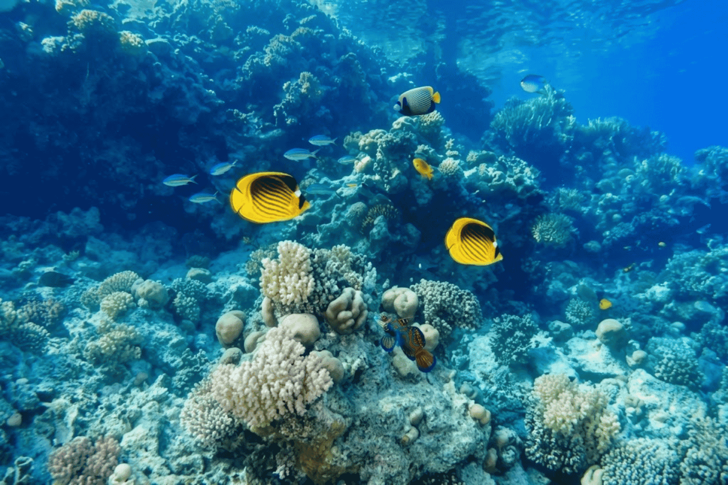 Nemo Bay Island Sea Trip Hurghada